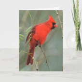 Carte Photo Cardinal Bird (Devant)