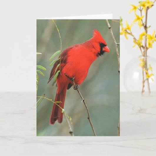 Carte Photo Cardinal Bird (Fleur jaune)