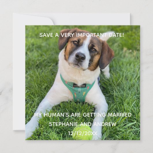 Carte Photo Chien Enregistrer La Date Fiançailles (Devant)