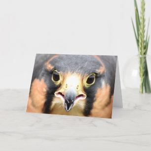 Carte Photo d'Adiplomado Falcon