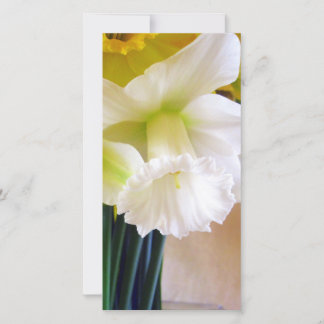 Carte photo Daffodique blanche