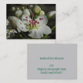 Carte photo d'ATC de fleur de poire de Bradford (Devant / Derrière)