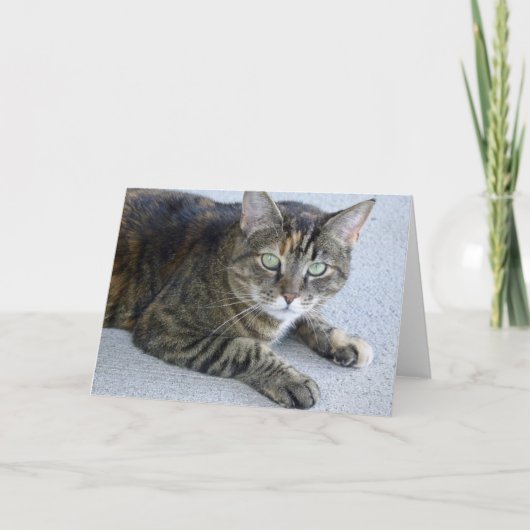 Carte Photo de chat Cute Tabby (Devant)