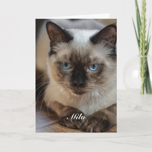 Carte Photo de chat Ragdoll personnalisé avec nom (Devant)