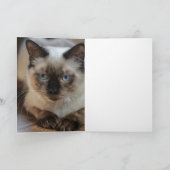 Carte Photo de chat Ragdoll personnalisé avec nom (Intérieur)