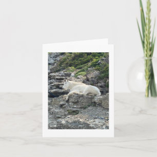Carte photo de chèvre de montagne