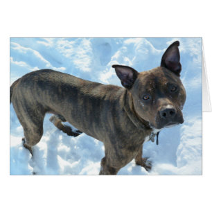 Carte photo de chien - conserves au vinaigre de