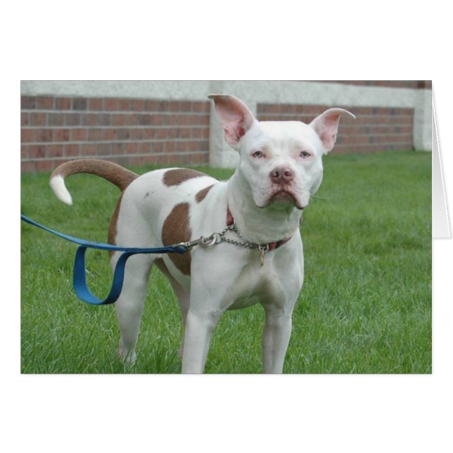 Carte photo de chien - Jersey (Devant horizontal)