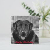Carte Photo de chien noir Labrador  (Debout devant)