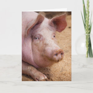 CARTE PHOTO DE COCHON VIDE