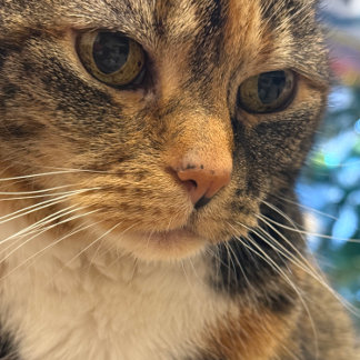 Carte Photo de couleur de la détente de chat