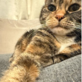 Carte Photo de couleur de la détente de chat