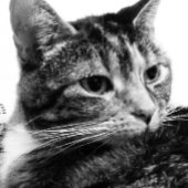 Carte Photo de couleur de la détente de chat