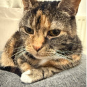 Carte Photo de couleur de la détente de chat