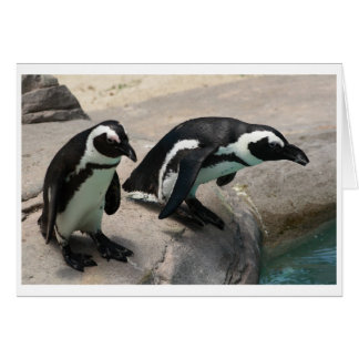 Carte photo de deux pingouins