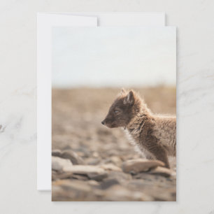 Carte Photo de faune de renard arctique