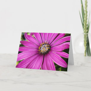 Carte Photo de fond de marguerite violette africaine