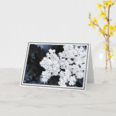 Carte Photo de fond des fleurs blanches de viburnum (Fleur jaune)