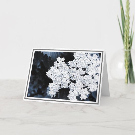 Carte Photo de fond des fleurs blanches de viburnum (Devant)