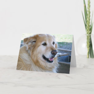 Carte Photo de golden retriever