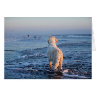 Carte photo de golden retriever