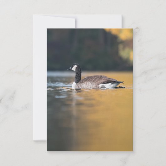 Carte Photo de la faune de l'oie (Devant)