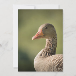 Carte photo de la nature de Goose