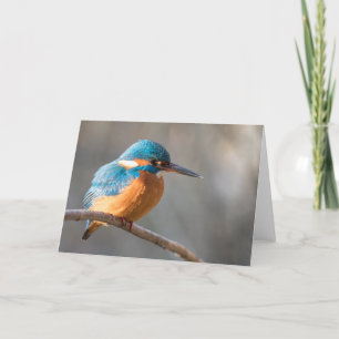 Carte Photo de la nature de Kingfisher