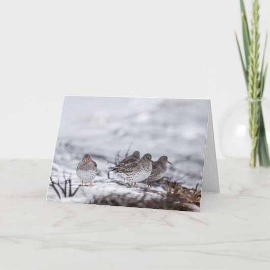 Carte Photo de la nature de Sandpiper (Devant)