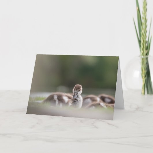 Carte Photo de la nature des oiseaux mignons (Devant)