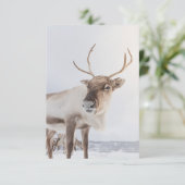 Carte Photo de la nature des rennes (Debout devant)