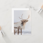 Carte Photo de la nature des rennes (Devant/Arrière en situation)