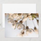 Carte photo de la nature en fleurs de cerisiers (Devant / Derrière)