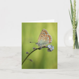 Carte Photo de la nature papillon