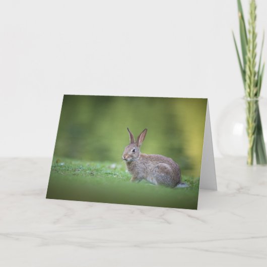 Carte Photo de lapin de nature (Devant)