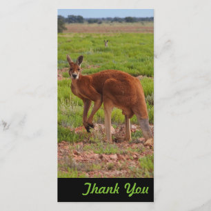 Carte photo de Merci - kangourou rouge australien