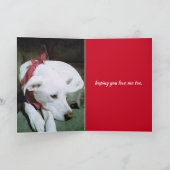 Carte Photo de mignon chien blanc Saint Valentin (Intérieur)