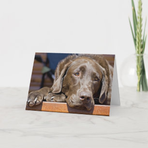 Carte Photo de Miss You Chocolate Labrador Retriever