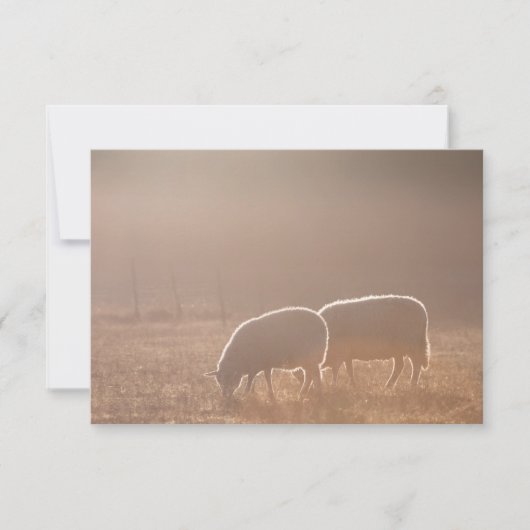 Carte photo de moutons dans la nature (Devant)