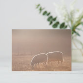 Carte photo de moutons dans la nature (Debout devant)