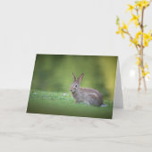 Carte Photo de nature de lapin de garenne (Fleur jaune)