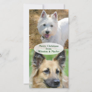 Carte photo de Noël des chiens