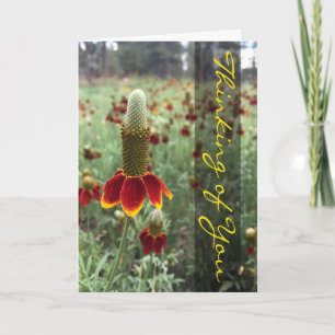 Carte Photo de Rudbeckie hérissée pour penser à vous
