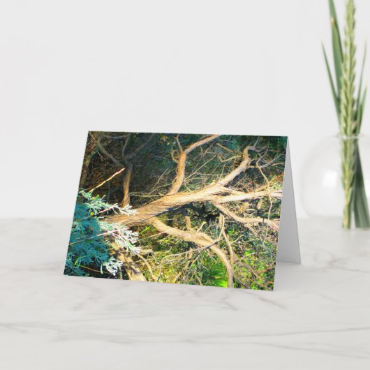 Carte Photo de tronc d'arbre (Devant)