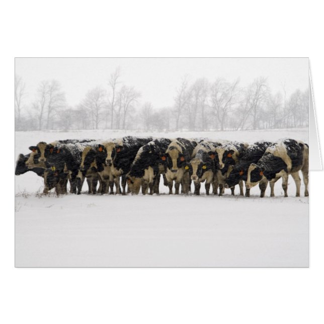 Carte photo de vaches (Devant horizontal)