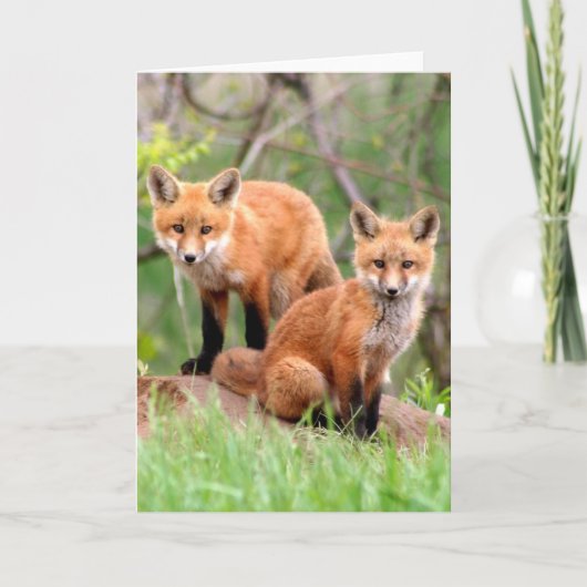 Carte Photo des kits adorables de renard rouge (Devant)