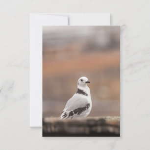 Carte Photo d'oiseaux de Young Kittiwake