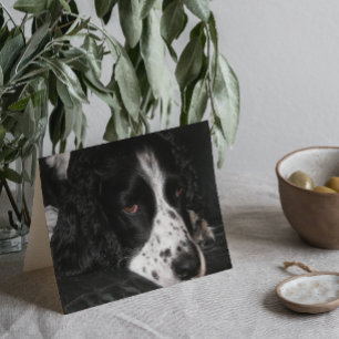 Carte Photo d'un chien triste pour un message de bon rét