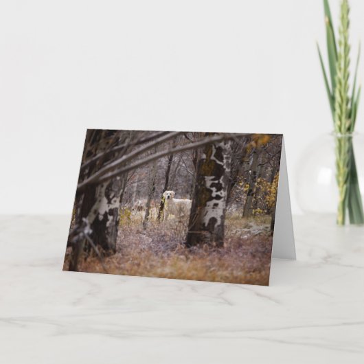 Carte photo Golden Retriever (Devant)