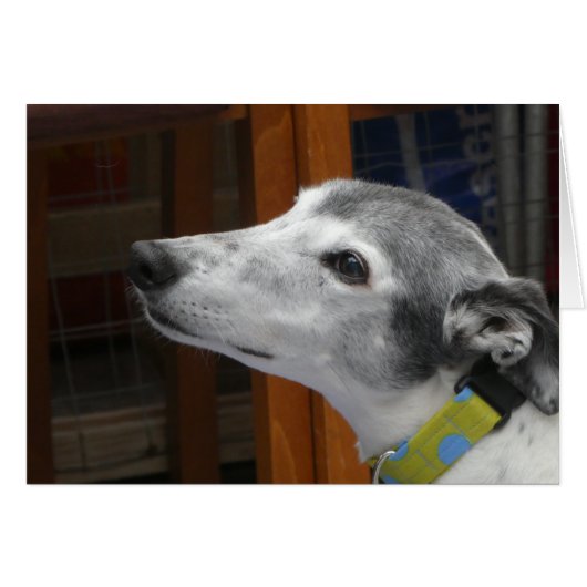Carte photo Greyhound (Devant Horizontal)